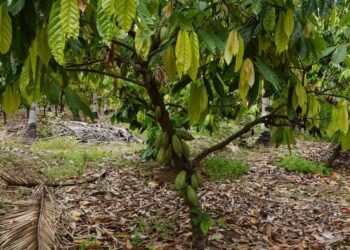 Farmer shares sad tale of gov’t takeover of cocoa farm