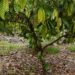 Farmer shares sad tale of gov’t takeover of cocoa farm