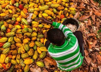 Ivory Coast jails 22 for child labour on cocoa farms