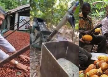 The competition in cocoa farming is now real – Sammi Awuku on China growing cash crop
