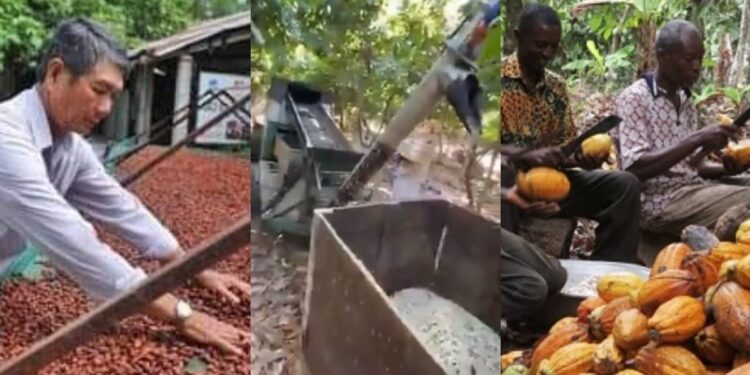 The competition in cocoa farming is now real – Sammi Awuku on China growing cash crop