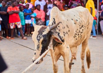 SalahFest22: Fadama Zongo takes home cow and Ghc20,000 prize pot*