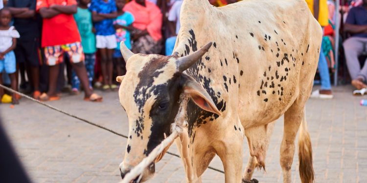 SalahFest22: Fadama Zongo takes home cow and Ghc20,000 prize pot*