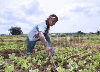 Famerline partners CASA TAF for the ‘Support a Farmer’ initiative