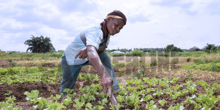 Famerline partners CASA TAF for the ‘Support a Farmer’ initiative