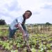 Famerline partners CASA TAF for the ‘Support a Farmer’ initiative
