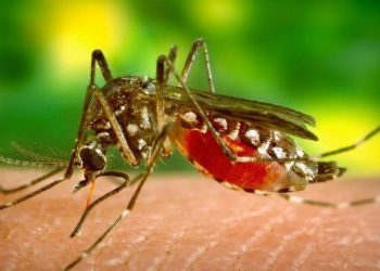 Invasive mosquitos threaten to accelerate spread of malaria