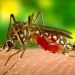 Invasive mosquitos threaten to accelerate spread of malaria