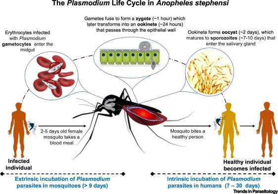 Invasive mosquitos threaten to accelerate spread of malaria