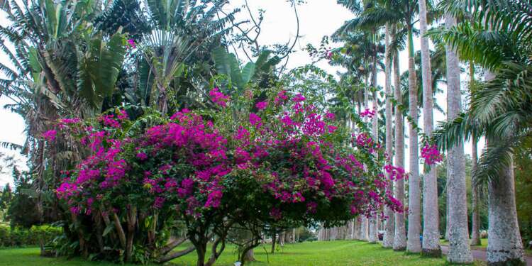 Aburi Gardens overtakes Kakum National Park as most visited Ghanaian tourist site in 2022