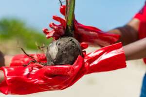 200-tree planting exercise at Bortianor Beach