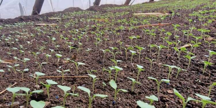 School Farm Competition commences with trainings and school monitoring visits