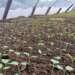 School Farm Competition commences with trainings and school monitoring visits