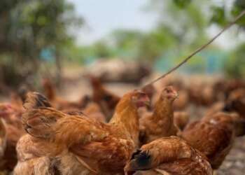 KIC collaborates with Premier Poultry to promote youth entrepreneurship