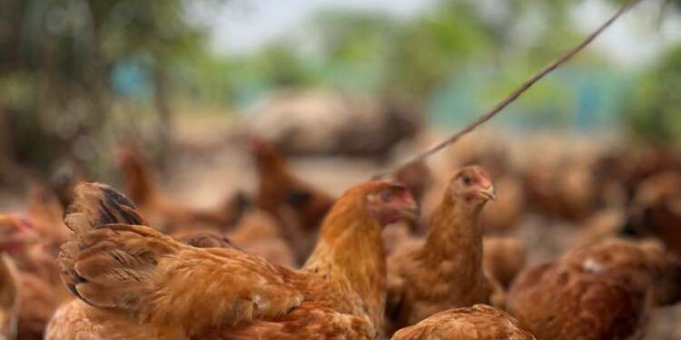 KIC collaborates with Premier Poultry to promote youth entrepreneurship