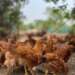 KIC collaborates with Premier Poultry to promote youth entrepreneurship