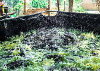 Empowering Rural Women through Aquaculture: KIC’s alternative livelihood approach