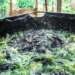 Empowering Rural Women through Aquaculture: KIC’s alternative livelihood approach