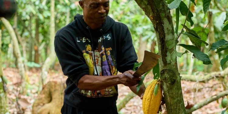 When Cocoa prices fall, farmers shouldn’t have to bear the cost